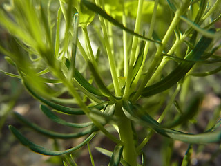 Euphorbia cyparissias