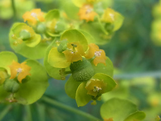 Euphorbia cyparissias