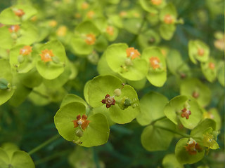 Euphorbia cyparissias