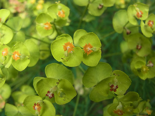 Euphorbia cyparissias