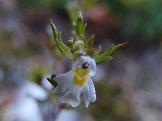 Euphrasia salisburgensis