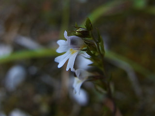 Euphrasia salisburgensis