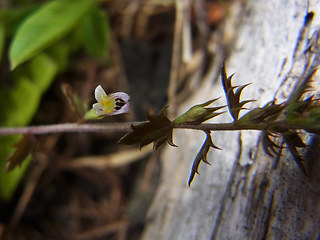 Euphrasia salisburgensis