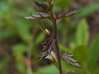 Euphrasia salisburgensis