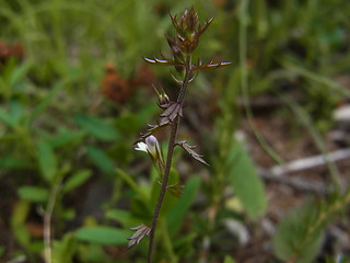 Euphrasia salisburgensis