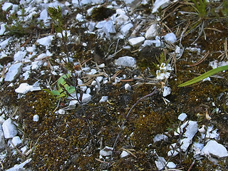 Euphrasia salisburgensis