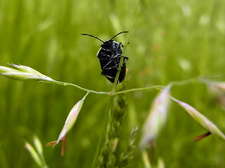 Eurydema oleraceum