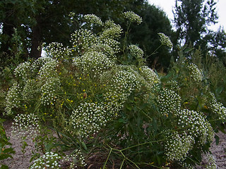 Falcaria vulgaris