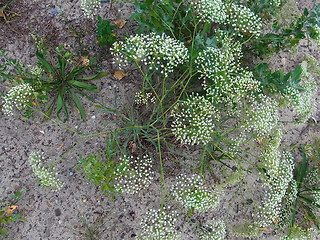 Falcaria vulgaris