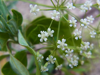 Falcaria vulgaris