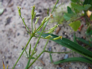 Falcaria vulgaris