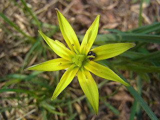 Gagea lutea