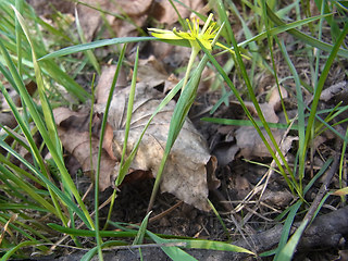 Gagea lutea