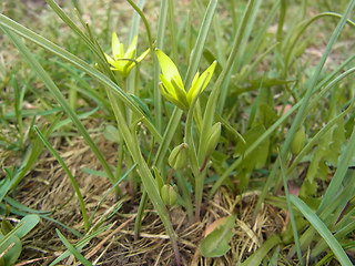 Gagea lutea