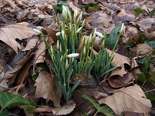 Galanthus nivalis