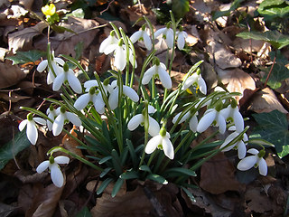 Galanthus nivalis