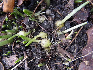 Galanthus nivalis