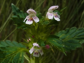 Galeopsis tetrahit