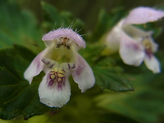 Galeopsis tetrahit