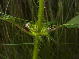 Galeopsis tetrahit