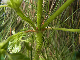 Galeopsis tetrahit