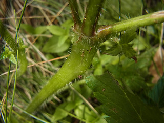 Galeopsis tetrahit