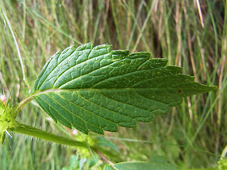 Galeopsis tetrahit