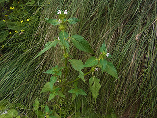 Galeopsis tetrahit