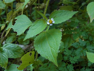 Galinsoga ciliata