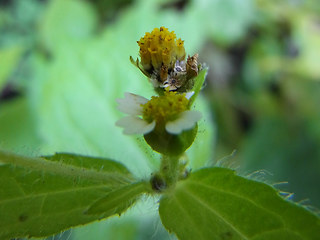 Galinsoga ciliata