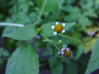 Galinsoga parviflora