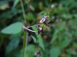 Galinsoga parviflora