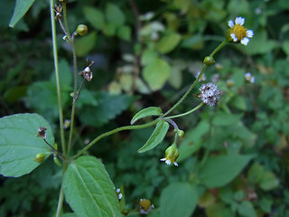 Galinsoga parviflora