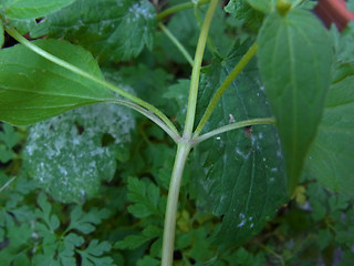 Galinsoga parviflora