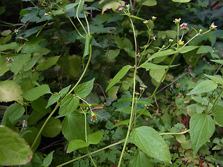 Galinsoga parviflora