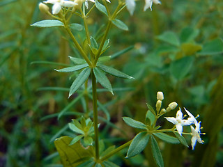 Galium album