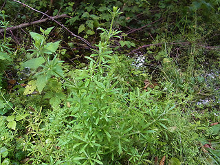 Galium aparine