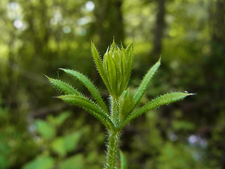 Galium aparine