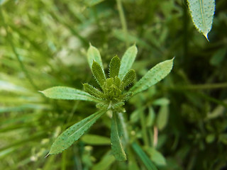 Galium aparine