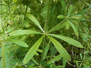 Galium aparine