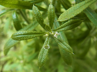 Galium aparine