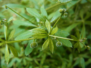 Galium aparine