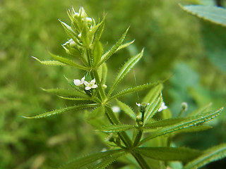 Galium aparine