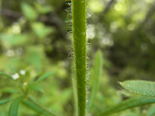 Galium aparine