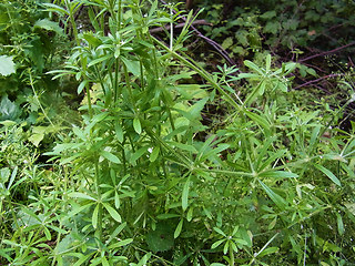 Galium aparine