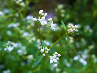 Galium palustre