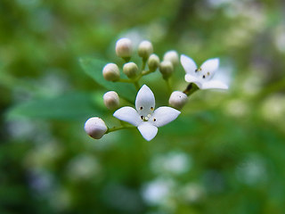 Galium palustre