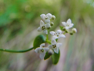 Galium rotundifolium