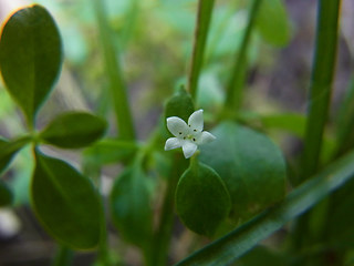 Galium rotundifolium