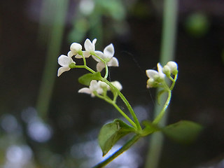 Galium rotundifolium